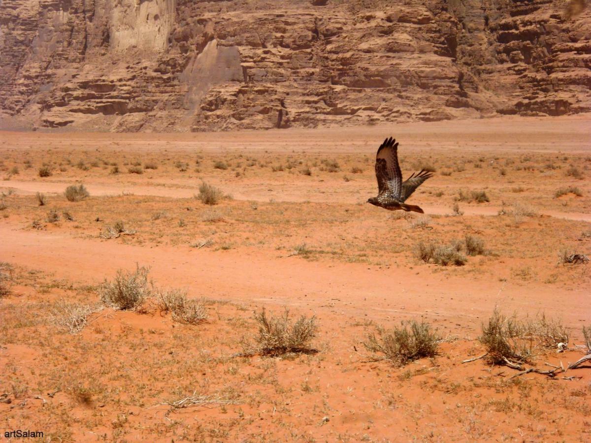Sunrise Camp Hotel Wadi Rum Buitenkant foto