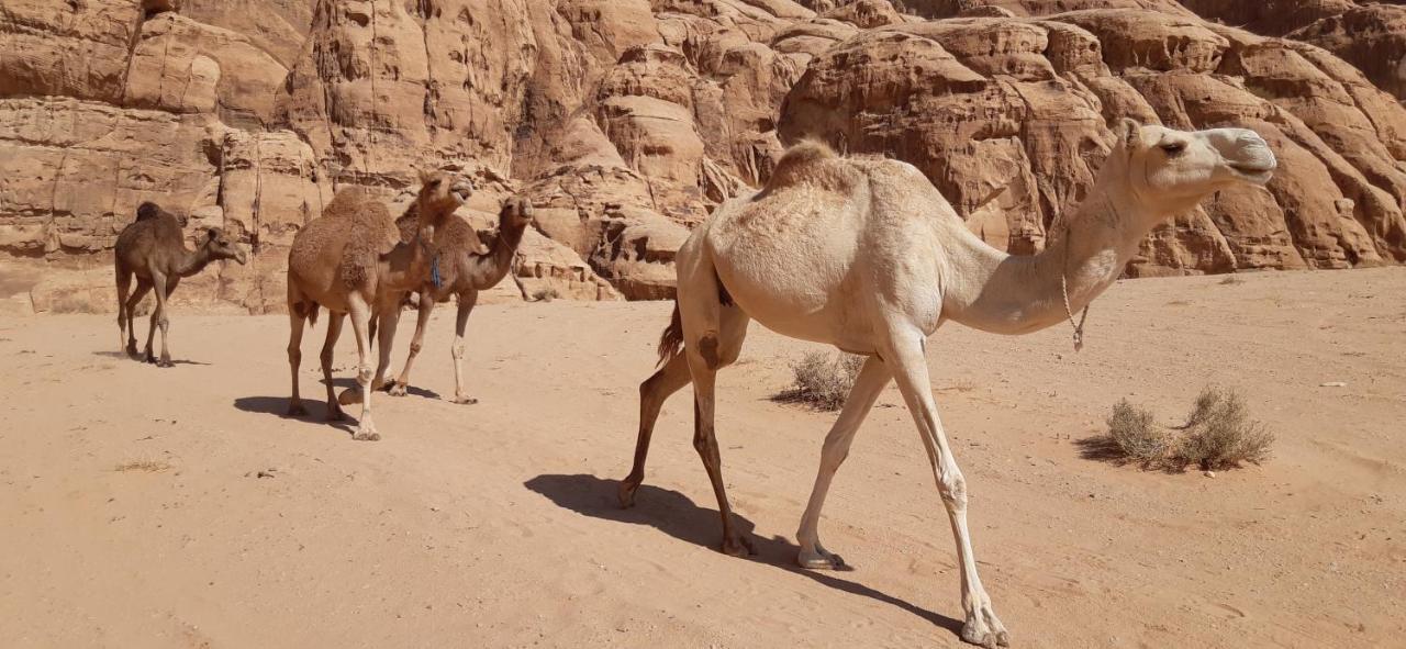 Sunrise Camp Hotel Wadi Rum Buitenkant foto
