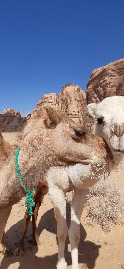 Sunrise Camp Hotel Wadi Rum Buitenkant foto